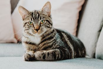 a tabby cat laying on a couch